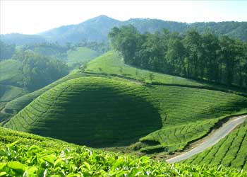 Kerala Honeymoon Packages Munnar Tour Packages Kerala Honeymoon Packages For Couples Offers Mgtourism Com